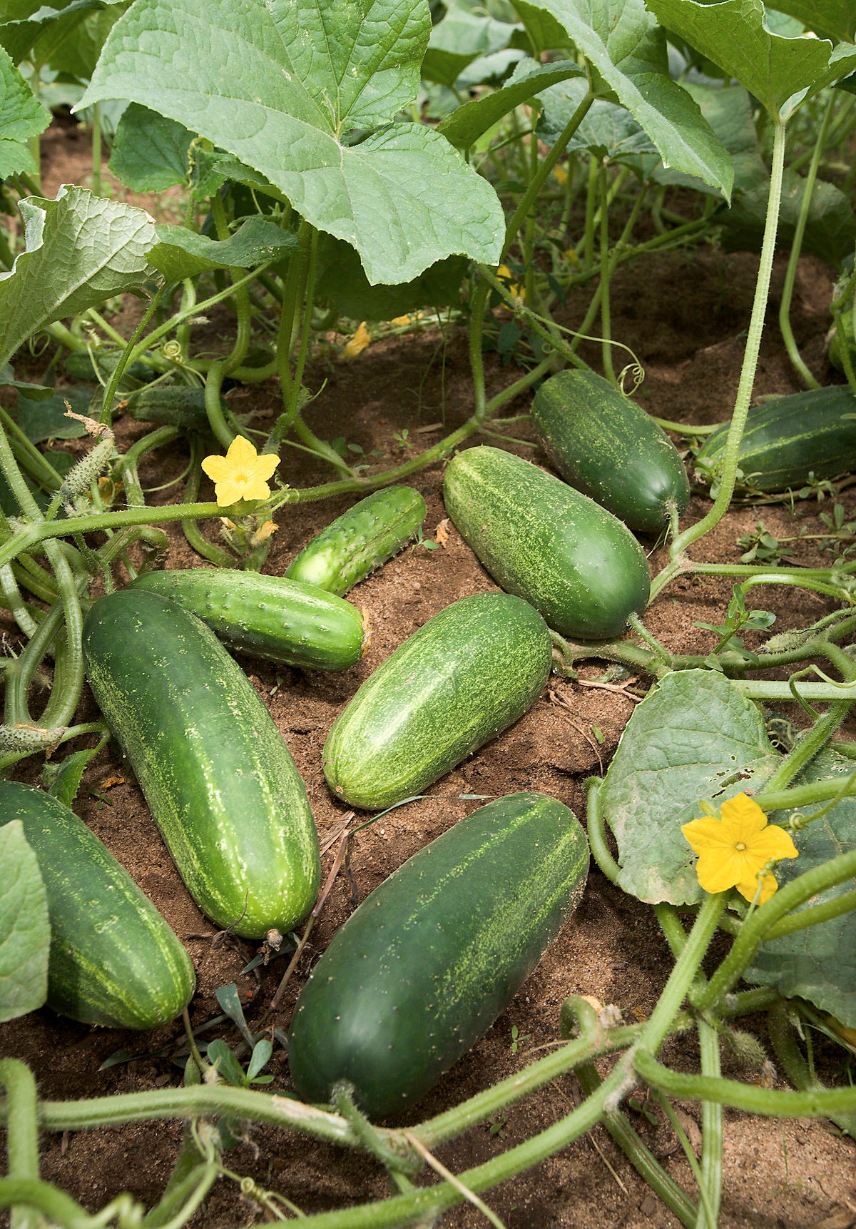 Cucumber Sapling