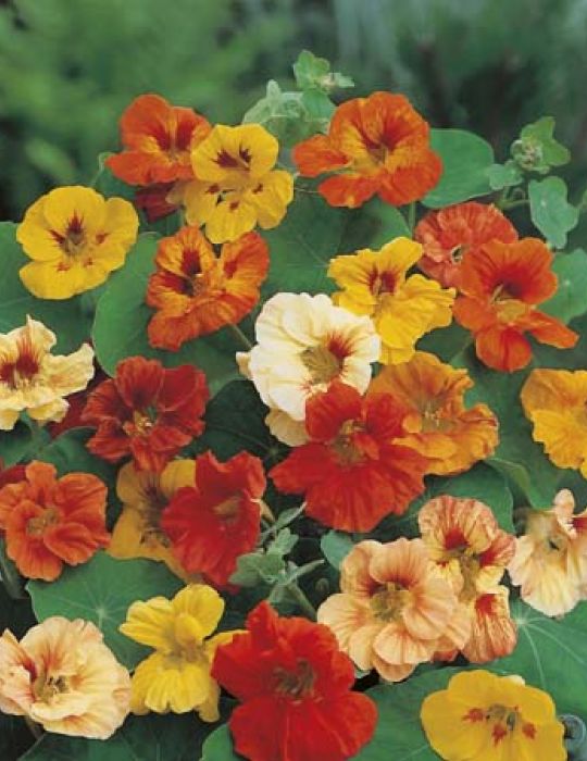 Nasturtium Dwarf
