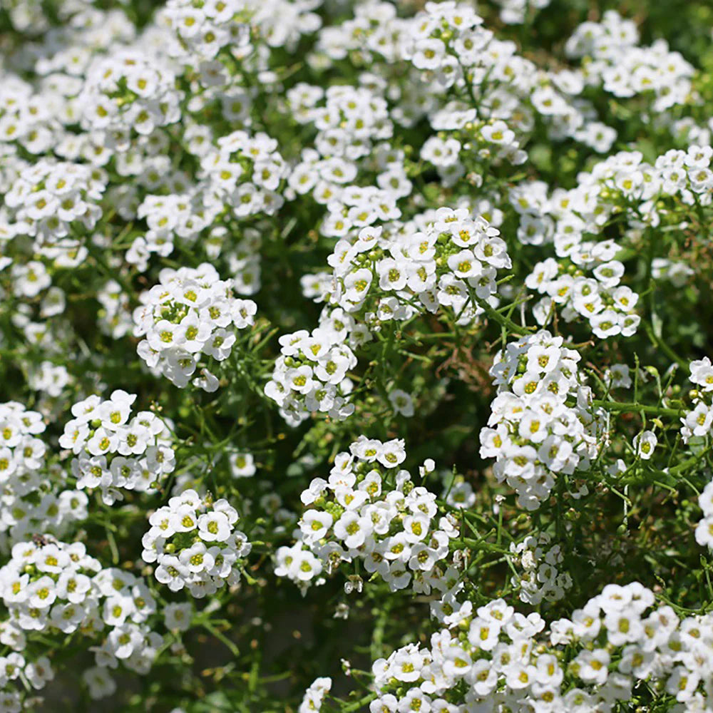 Alyssum 6pk Medium - White