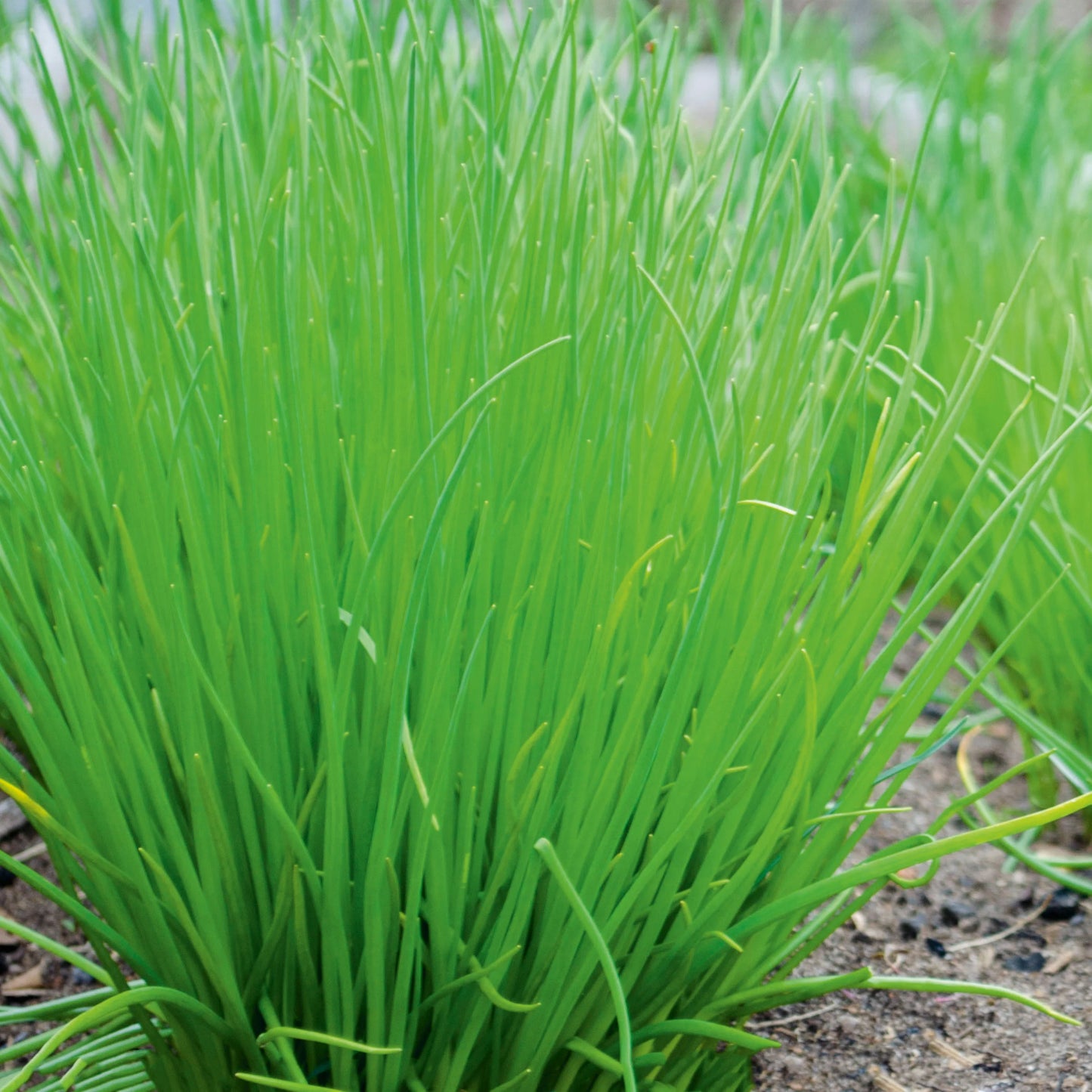 Chives Punnet