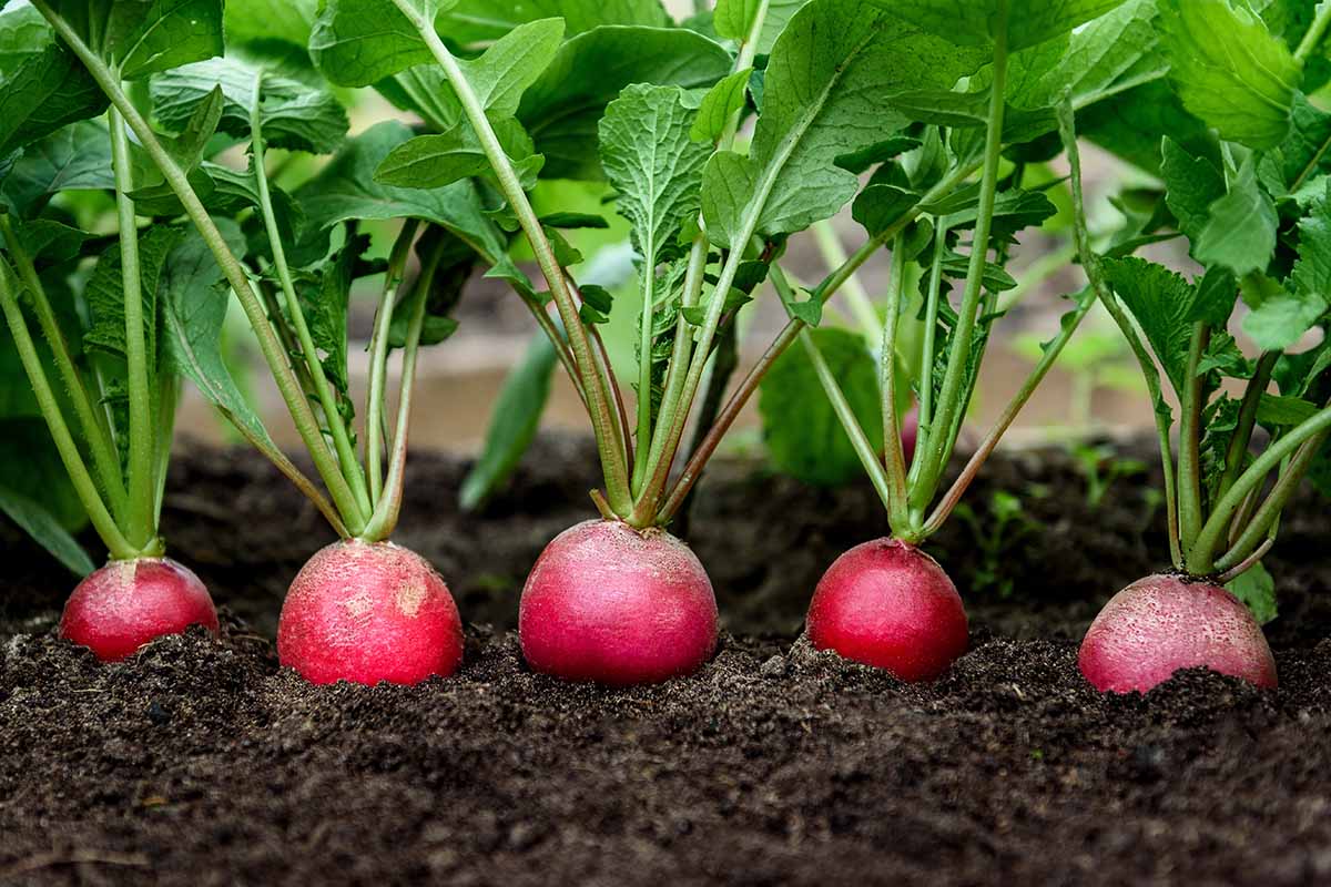 Radishes 6pk