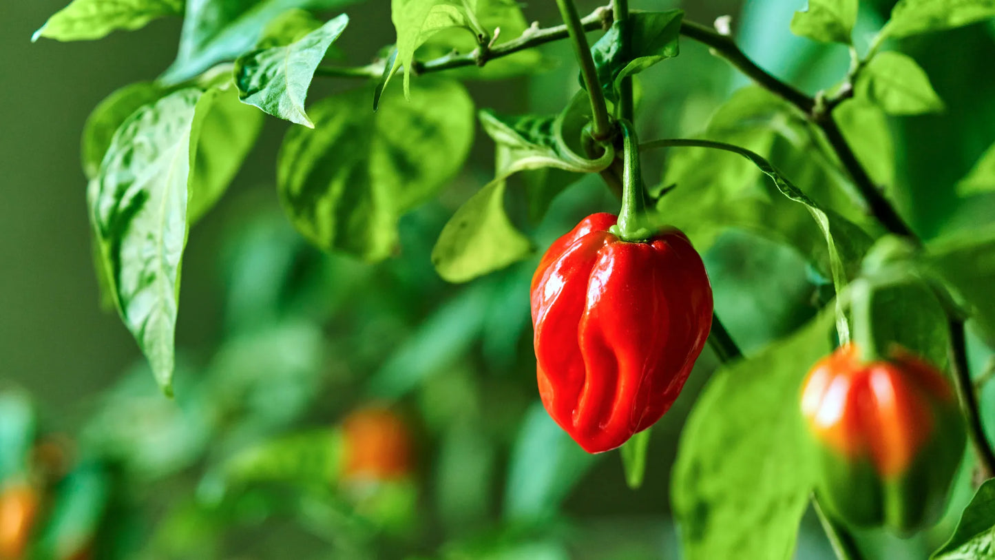 Chilli - Habanero