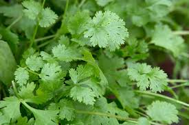 Coriander Punnet