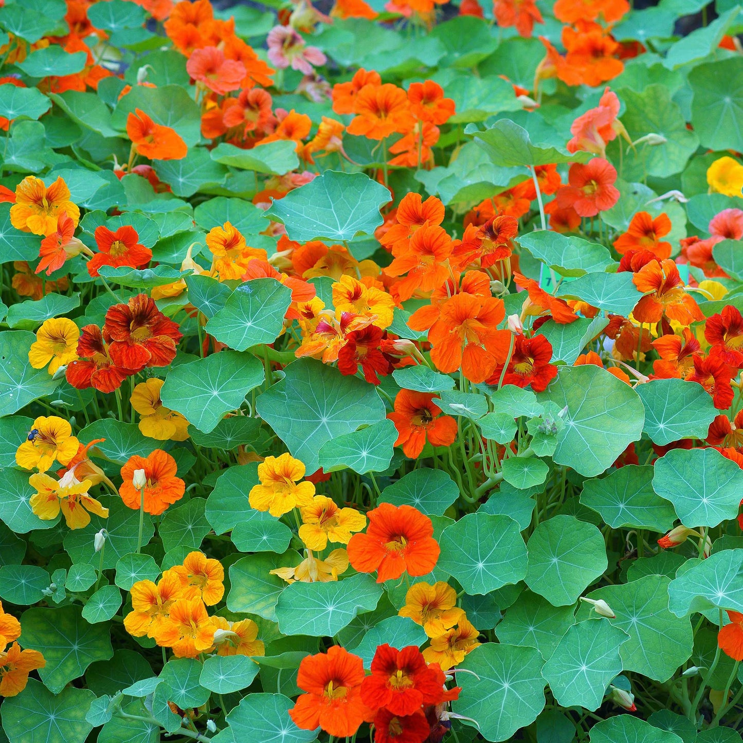 Nasturtium Gleam