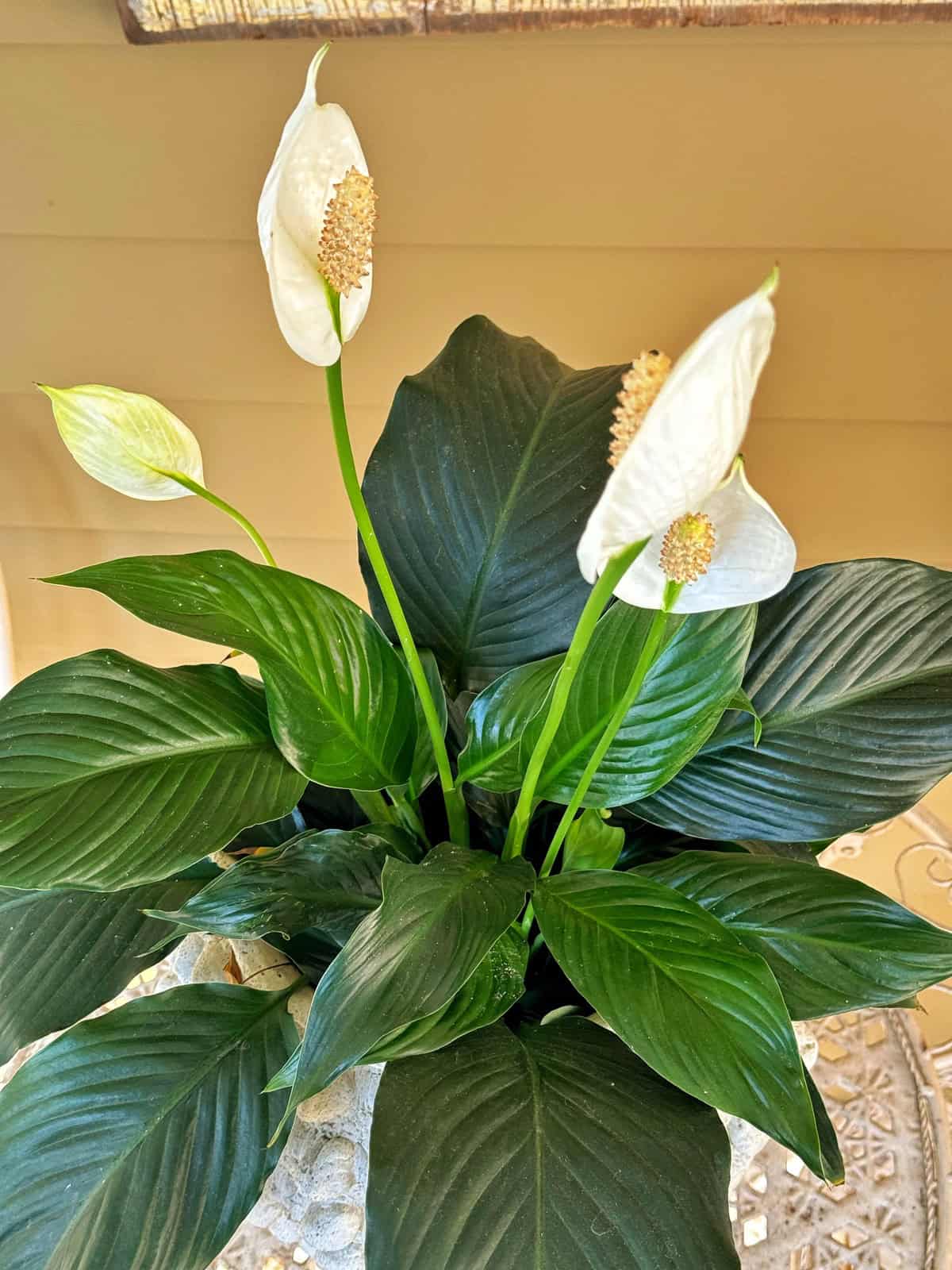 Peace Lily Medium