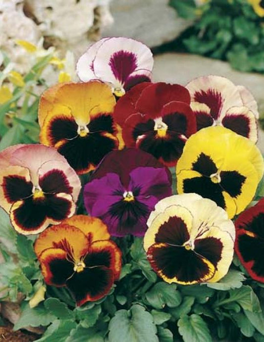Pansy - 4pk