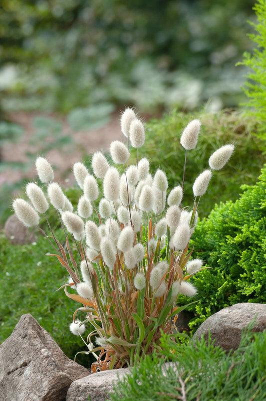 Bunny Tails - 6pk
