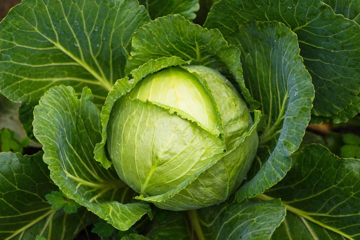 Cabbage 6pk