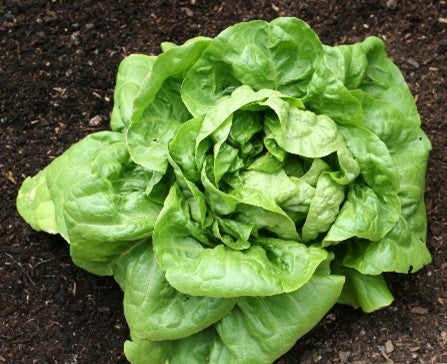 Lettuce - Buttercrunch 6pk