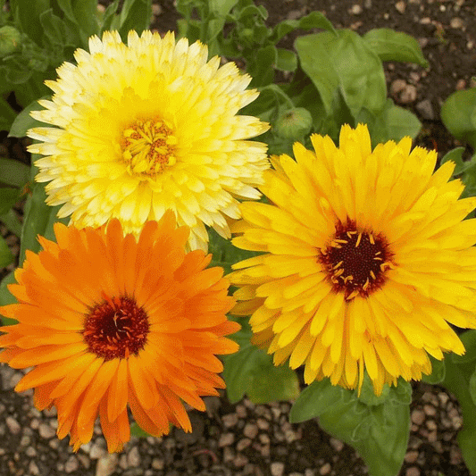 Calendula Pacific Beauty - 4pk