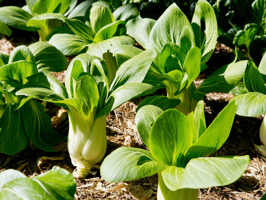Pak Choi 6pk