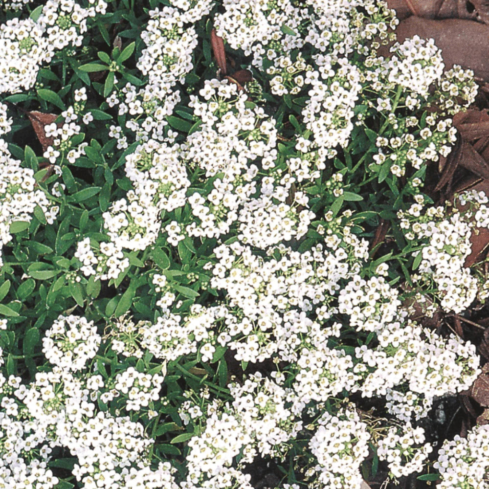 Alyssum 6pk Small - White