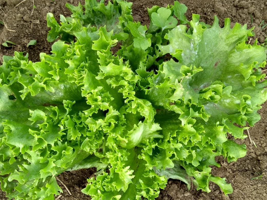 Lettuce - Fancy 6pk
