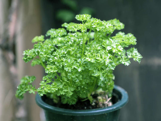 Parsley Punnet