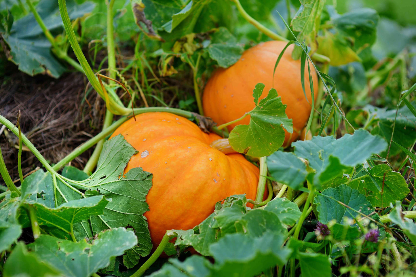 Pumpkin Sapling
