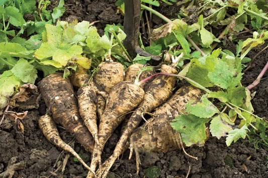 Parsnip 6pk