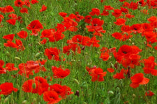 Poppy Flanders Red - 6pk