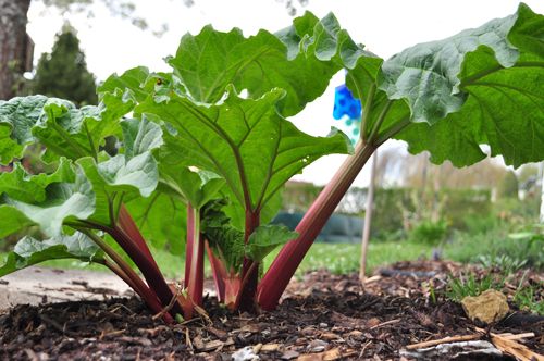 Rhubarb Sapling