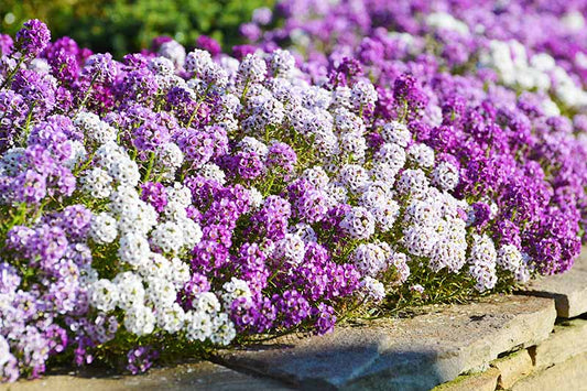 Alyssum 6pk Small - Mixed