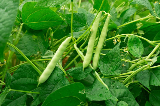 Beans 6pk