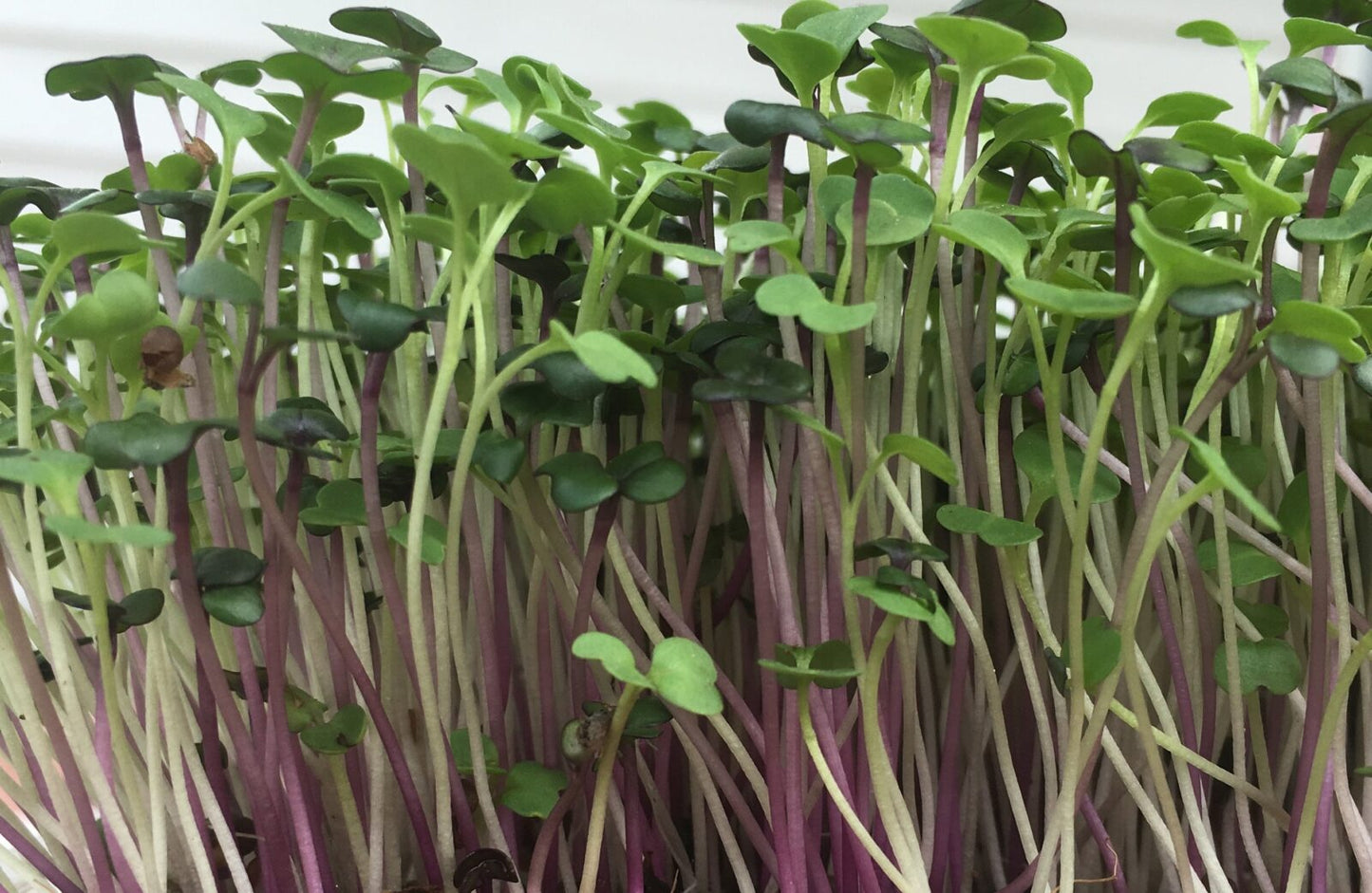 Microgreen Mix