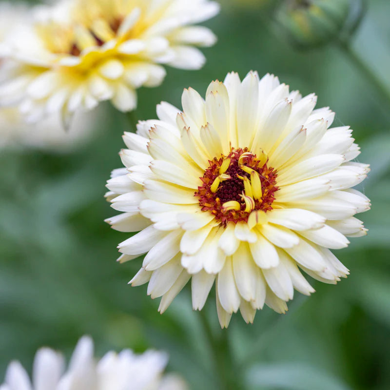 Calendula Snow Princess