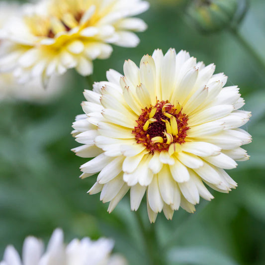 Calendula Snow Princess