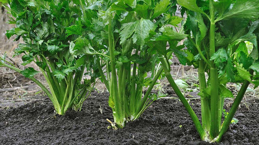 Celery 6pk