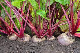 Beetroot 6pk