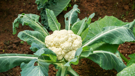 Cauliflower 6pk