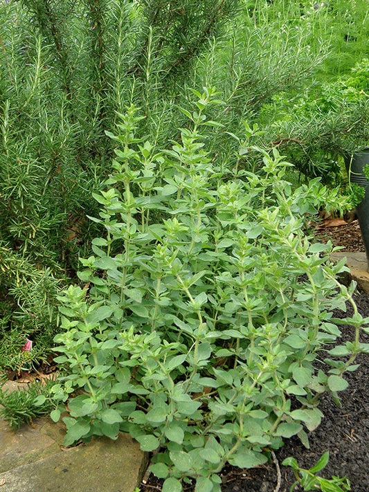 Oregano Punnet